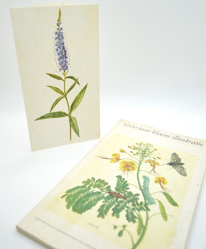 1000 jaar bloem illustratie - 1000, bloem-illustratie